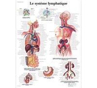 3B Scientific - Laminé Système Lymphatique Humain Affiche - Poster d’Anatomie Protégé contre UV et Poussière pour Étude, Enseignement et Cliniques