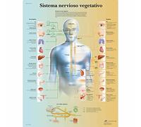 3B Scientific - Laminé Système Nerveux Autonome Affiche - Poster d’Anatomie Protégé contre UV et Poussière pour Étude, Enseignement et Cliniques