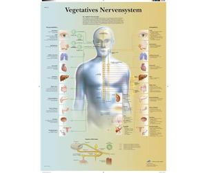 3B Scientific - Laminé Système Nerveux Autonome Affiche - Poster d’Anatomie Protégé contre UV et Poussière pour Étude, Enseignement et Cliniques