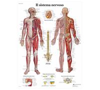 3B Scientific - Laminé Système Nerveux Humain Affiche - Poster d’Anatomie Protégé contre UV et Poussière pour Étude, Enseignement et Cliniques