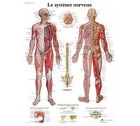 3B Scientific - Laminé Système Nerveux Humain Affiche - Poster d’Anatomie Protégé contre UV et Poussière pour Étude, Enseignement et Cliniques