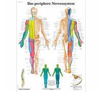 3B Scientific Planche anatomique en allemand sur - Le système nerveux périphérique, 1