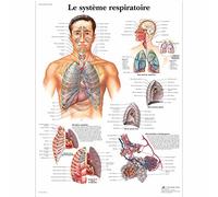 3B Scientific - Laminé Système Respiratoire Humain Affiche - Poster d’Anatomie Protégé contre UV et Poussière pour Étude, Enseignement et Cliniques