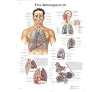 3B Scientific - Laminé Système Respiratoire Humain Affiche - Poster d’Anatomie Protégé contre UV et Poussière pour Étude, Enseignement et Cliniques