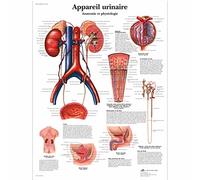 3B Scientific VR2514L Planche Anatomique, Appareil Urinaire, Anatomie et Physiologie
