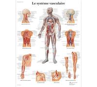 3B Scientific - Laminé Système Vasculaire Humain Affiche - Poster d’Anatomie Protégé contre UV et Poussière pour Étude, Enseignement et Cliniques