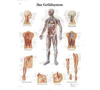 3B Scientific - Laminé Système Vasculaire Humain Affiche - Poster d’Anatomie Protégé contre UV et Poussière pour Étude, Enseignement et Cliniques