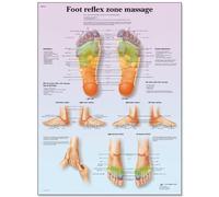 3B Scientific VR1810L Anatomie humaine - Tableau de massage avec zone réflexe des pieds, laminé