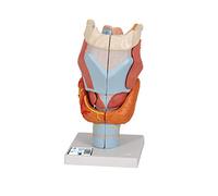 3B Scientific® Larynx - Modèle Anatomique Humain Agrandi 2 Fois en 7 Parties + Smart Anatomy App (Garantie de 5 Ans)