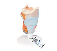 3B Scientific® Larynx - Modèle Anatomique Humain Agrandi en 2 Parties + Smart Anatomy App (Garantie de 5 Ans)