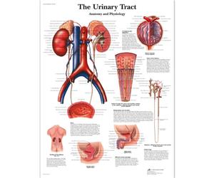 3B Scientific le tableau des voies urinaires, laminated, 1