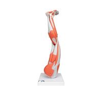 3B Scientific M20 Muscles de la Jambe, en 9 Parties + Application anatomie gratuite - 3B Smart Anatomy
