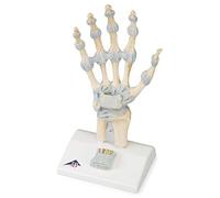 3B Scientific M33 Modèle de Squelette de la Main avec Ligaments et Tunnel Carpien + Application anatomie gratuite - 3B Smart Anatomy