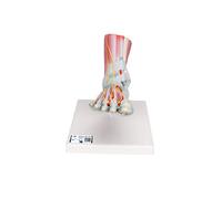 3B Scientific M34/1 Modèle de squelette du pied avec ligaments et muscles + Application anatomie gratuite - 3B Smart Anatomy