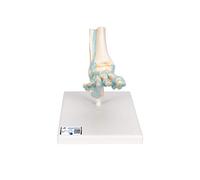 3B Scientific M34 Modèle de Squelette du Pied avec Ligaments + Application anatomie gratuite - 3B Smart Anatomy