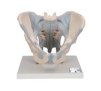 3B Scientific mâle Bassin Modèle + Application anatomie gratuite - 3B Smart Anatomy