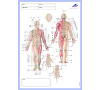 3B Scientific Méridien Bloc-notes