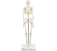 3B Scientific A18 Mini-Squelette "Shorty", sur Socle + Application anatomie gratuite - 3B Smart Anatomy