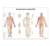 3B Scientific Modèle Anatomique Acupuncture Corporelle