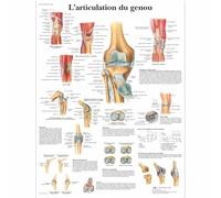 3B Scientific Modèle Anatomique Articulation du Genou
