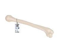 3B Scientific Modèle Anatomique Humérus + Application anatomie gratuite - 3B Smart Anatomy