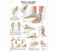 3B Scientific Modèle Anatomique Pied/Chevilles