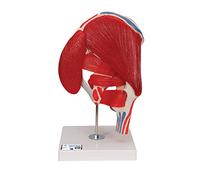 3B Scientific® Modèle d’Articulation de la Hanche - Anatomie en 7 Parties Taille Réelle avec 6 Muscles Amovibles, Hanche Fonctionnelle avec Ligaments + Smart Anatomy App (Garantie de 5 Ans)
