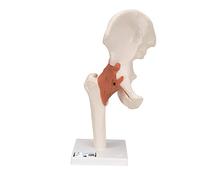 3B Scientific® Modèle d’Articulation de la Hanche Fonctionnelle - Hanche Humaine Taille Réelle avec Ligaments Flexibles pour Démonstration des Mouvements + Smart Anatomy App (Garantie de 5 Ans)