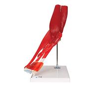 3B Scientific A883 Articulation du Coude, 8 Pièces + Application anatomie gratuite - 3B Smart Anatomy