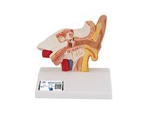 3B Scientific E12 Modèle d’Oreille de Bureau, Agrandi 1,5 Fois + Application anatomie gratuite - 3B Smart Anatomy