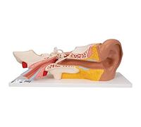 3B Scientific® Modèle d’Oreille Humaine - 3 Fois la Taille Réelle, Anatomie en 4 Parties avec Structures Amovibles + Smart Anatomy App (Garantie de 5 Ans)