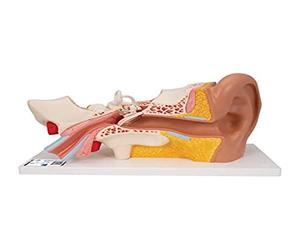 3B Scientific® Modèle d’Oreille Humaine - 3 Fois la Taille Réelle, Anatomie en 4 Parties avec Structures Amovibles + Smart Anatomy App (Garantie de 5 Ans)