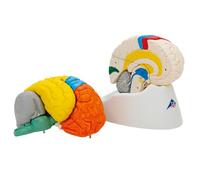 3B Scientific® Modèle de Cerveau Humain - Anatomie Fonctionnelle Taille Réelle en 8 Parties avec Régions Colorées, Hémisphères, Lobes & Cervelet + Smart Anatomy App (Garantie de 5 Ans)