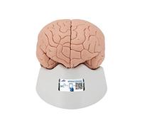 3B Scientific C15 Cerveau en 2 Parties + Application anatomie gratuite - 3B Smart Anatomy