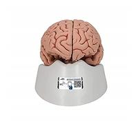 3B Scientific® Modèle de Cerveau Humain - Classique Taille Réelle en 5 Parties avec Hémisphères, Lobes, Cervelet & Tronc Cérébral + Smart Anatomy App (Garantie de 5 Ans)