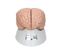 3B Scientific C17 Cerveau en 8 Parties + Application anatomie gratuite - 3B Smart Anatomy