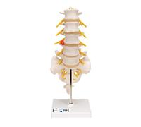3B Scientific® Modèle de Colonne Lombaire - Vertèbres Lombaires Taille Réelle avec Démonstration de Hernie Discale Dorsolatérale + Smart Anatomy App (Garantie de 5 Ans)