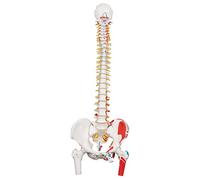 3B Scientific® Modèle de Colonne Vertébrale Flexible - Classique Taille Réelle avec Fémurs & Peinture Musculaire, Mobile pour Étude Fonctionnelle + Smart Anatomy App (Garantie de 5 Ans)