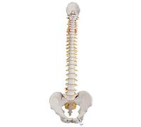 3B Scientific® Modèle de Colonne Vertébrale Flexible - Colonne Vertébrale Grandeur Nature avec Hernie Discale, Nerfs/Artère Spinaux, Bassin + Accès à l’App 3B Smart Anatomy