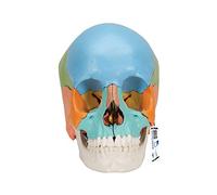 3B Scientific® Modèle de Crâne Humain Anatomique - Version Didactique en 22 Parties avec Os Amovibles, Structures Numérotées, PVC Lavable + Application Smart Anatomy (Garantie 5 Ans)