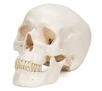 3B Scientific A20 Crâne classique modèle, en 3 parties + Application anatomie gratuite - 3B Smart Anatomy