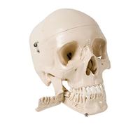 3B Scientific Modèle de Crâne Humain en 4 Parties avec 32 Dents Extractibles et Section de la Mandibule - Modèle d’Enseignement Détaillé de l’Anatomie Dentaire