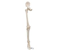 3B Scientific Squelette du Membre Inférieur avec Os Iliaque + Application anatomie gratuite - 3B Smart Anatomy