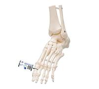 3B Scientific® Modèle de Squelette de Pied Humain - Pied Taille Réelle avec Tíbia & Fibula, Articulé de Manière Flexible pour Étude Fonctionnelle + Smart Anatomy App (Garantie de 5 Ans)