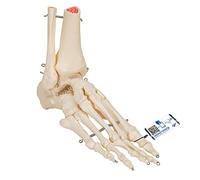 3B Scientific Squelette du Pied avec Moignon Tibia/Péroné sur Fil de Fer + Application anatomie gratuite - 3B Smart Anatomy