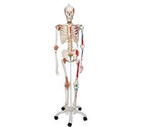 3B Scientific Modèle de Squelette Humain Grandeur Nature avec Membres Amovibles, Crâne Détaillé, Tige Métallique, Housse Anti-Poussière + Application 3B Smart Anatomy (Garantie 5 Ans)