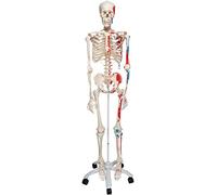 3B Scientific A11 Squelette avec représentation des muscles sur pied métallique à 5 roulettes + Application anatomie gratuite - 3B Smart Anatomy