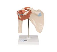 3B Scientific A80/1 Modèle Fonctionnel de Luxe de l'Articulation de l'Epaule + Application anatomie gratuite - 3B Smart Anatomy