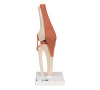 3B Scientific A82/1 Modèle Fonctionnel de Luxe de l'Articulation du Genou + Application anatomie gratuite - 3B Smart Anatomy