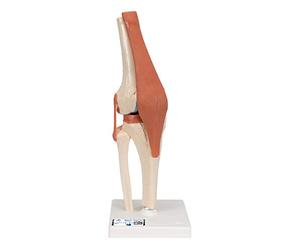 3B Scientific® Modèle Fonctionnel de l’Articulation du Genou - Deluxe Taille Réelle avec Ligaments, Démontre le Mouvement Naturel + Smart Anatomy App (Garantie de 5 Ans)